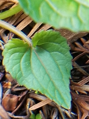 Viola ocellata