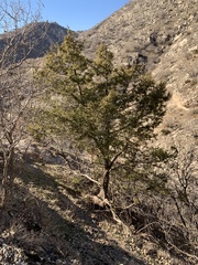Juniperus oxycedrus
