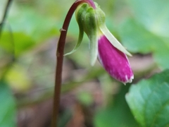 Viola ocellata
