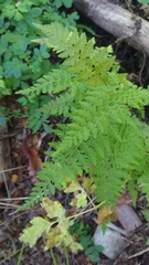 Cystopteris fragilis apiiformis