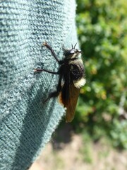 Mallophora ruficauda