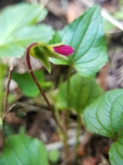 Viola ocellata