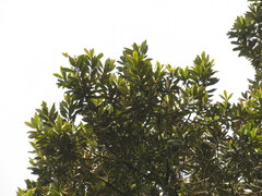 Ocotea sericea