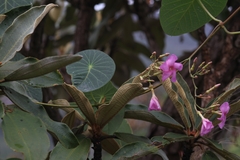 Stipecoma peltigera