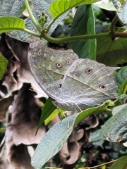 Protogoniomorpha