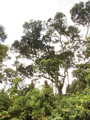 Ocotea sericea