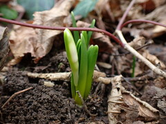 Leucojum vernum