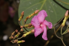 Stipecoma peltigera
