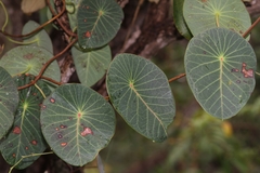 Stipecoma peltigera
