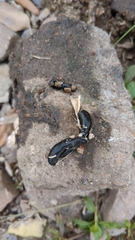 Haemopis sanguisuga