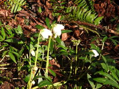Helleborus orientalis