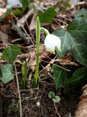 Leucojum vernum