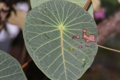 Stipecoma peltigera