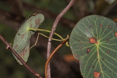 Stipecoma peltigera