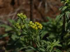 Eschenbachia stricta