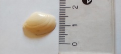 Mactra guidoi