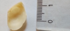 Mactra guidoi