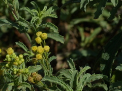 Eschenbachia stricta