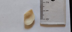 Mactra guidoi