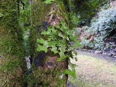 Lobaria pulmonaria