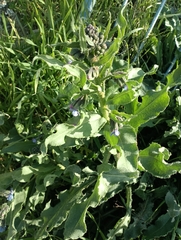 Anchusa strigosa