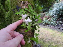 Lobaria pulmonaria