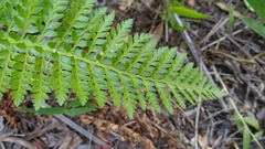 Rumohra adiantiformis