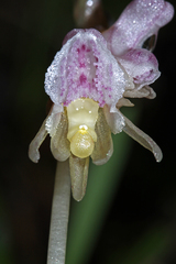 Epipogium aphyllum