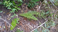 Rumohra adiantiformis