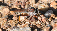 Colepia rufiventris