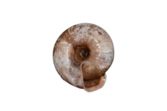 Helicodonta obvoluta