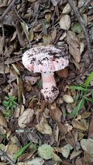 Amanita novinupta