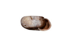 Helicodonta obvoluta