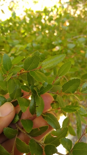 Coigue (Nothofagus dombeyi)