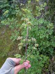 Thalictrum fendleri polycarpum