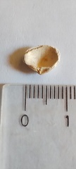 Heteroconchia