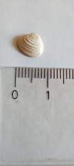 Heteroconchia