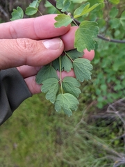 Thalictrum fendleri polycarpum