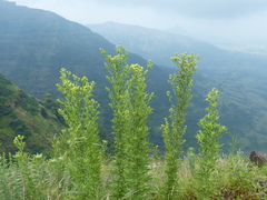 Eschenbachia stricta