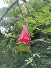 Lapageria rosea