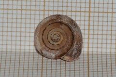 Helicodonta obvoluta