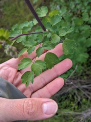 Thalictrum fendleri polycarpum