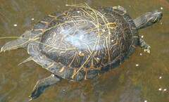 Deirochelyinae