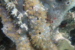 Umimayanthus parasiticus