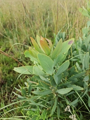 Protea
