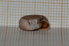 Helicodonta obvoluta