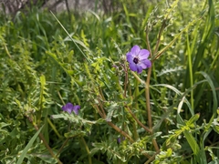 Pholistoma auritum auritum