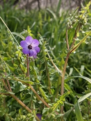 Pholistoma auritum auritum