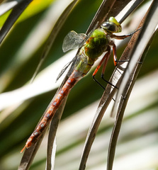 Anax longipes