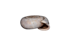 Helicodonta obvoluta